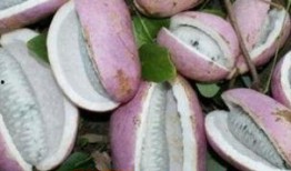 息烽八月瓜免费吃,息烽免费尝鲜之旅